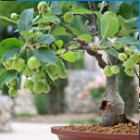  Bonsai Ausstellung